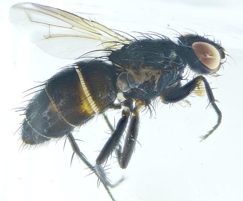 Stevenia sp.